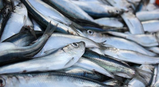 EK iesaka nākamgad palielināt reņģu zvejas iespējas Rīgas jūras līcī