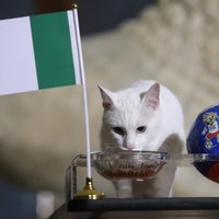 Argentīnai nav izredžu — kaķis-pareģis Ahillejs prognozē uzvaru Nigērijai