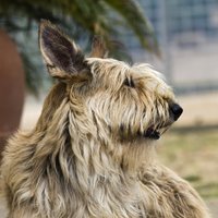 Viena no vecākajām suņu šķirnēm Francijā – skaļais un retais Pikardijas aitusuns