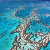 Австралия: Большой барьерный риф за четверть века потерял половину своих кораллов