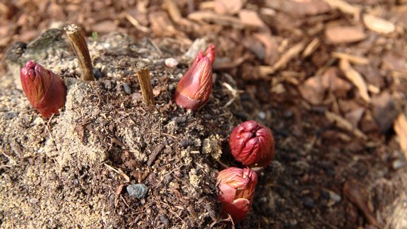 peonijas, peonija, peoniju asni, asni, peonijas pavasarī 