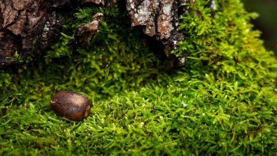 Šitakes visu gadu! Kāpēc Jelgavas novadā baļķus mazgā un sēnes pamodina ar  šoku?