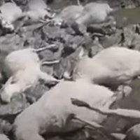 Gruzijā zibens nosper 500 aitas