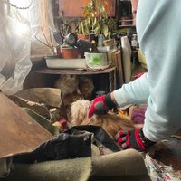 ФОТО: В нелегальном питомнике в Саулкрасты изъяли более 30 собак