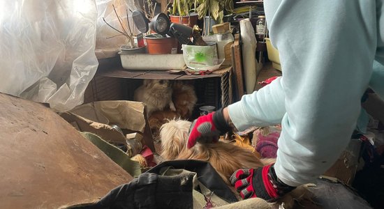 ФОТО: В нелегальном питомнике в Сауклкрасты изъяли более 30 собак