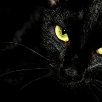 Raganu 'draugi' – melnie kaķi. Kāpēc cilvēki no mīluļiem joprojām bīstas