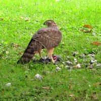 Сокол закусил голубем прямо в центре Риги (видео)