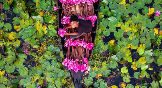 Dienas ceļojumu foto: Ūdensrožu 'jūra' Bangladešā