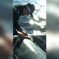 Kārtības sargi no maluzvejnieku nagiem Buļļupē izglābj 32 zivis