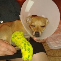 Skaudrs stāsts: Jaunietis Mežaparkā iesper garāmejošam sunītim, salaužot tam kāju
