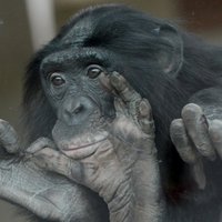 Ученые США: шимпанзе и бонобо впадают в гнев от неудач