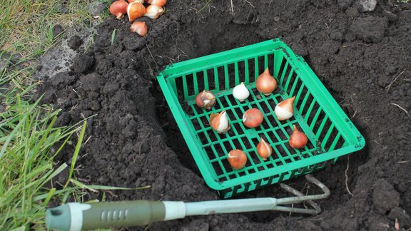 tulpes, tulpe, tulpju sīpols, sīpoli, tulpju stādīšana