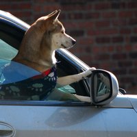 Septiņi piemērotākie auto suņa pārvadāšanai