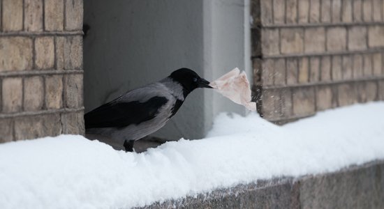 Otrdien Latvijā turpināsies ziemīgi laikapstākļi, uzspīdēs arī saule