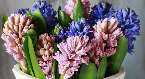 Pavasaris vāzē: kā pēc iespējas ilgāk saglabāt hiacinšu grieztos ziedus