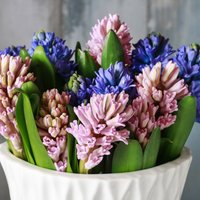 Pavasaris vāzē: kā pēc iespējas ilgāk saglabāt hiacinšu grieztos ziedus