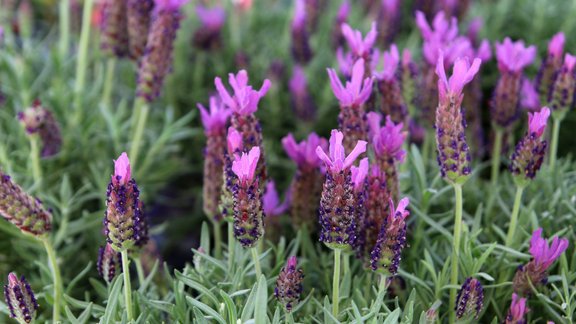 lavanda