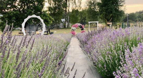 ФОТО. Прованс рядом с Ригой. В Икшкиле зацвело лавандовое поле