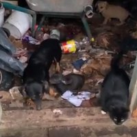 Aizdomas par suņu zagšanu Cēres pagastā; PVD meklē dzīvnieku īpašniekus