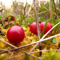 Rudens ogas spridzina vitamīnus!