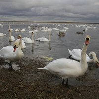 Природная аномалия - на Лиепайском озере собрались сотни лебедей