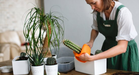 Ātri un bez sadurstītām rokām: padomi, kā pārstādīt kaktusu