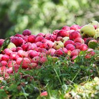 Ražas laiks: Padomi pareizai ābolu vākšanai un uzglabāšanai