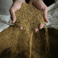 Мошенники выманили у доверчивых крестьян около 240 тонн зерна