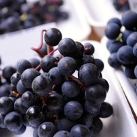 Asociācija: vīnogu raža šogad Latvijā varētu saglabāties iepriekšējā gada līmenī