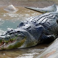 Nakts peldes laikā sievietei Austrālijā uzbrucis krokodils