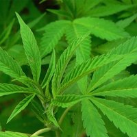 Kolorādo likumdevēji apstiprina ASV pirmā nodokļa piemērošanu marihuānas tirdzniecībai