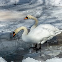 Kauguros gulbjus baro ar maizi. Ornitologs to darīt neiesaka