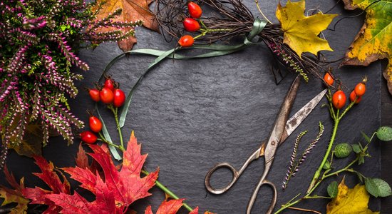 Kādus dabas materiālus ievākt rudens sezonā, lai tos izmantotu floristikā?