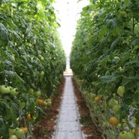 Foto: Kā aug raženie tomāti Getliņu siltumnīcās