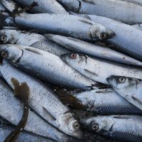 Будет ли селедка на рождественском столе? Министры ЕС ищут компромисс по рыбным квотам в Балтийском море