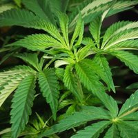 Bauskā piecu cilvēku grupējumu aiztur par marihuānas realizēšanu