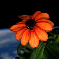 Starptautiskajā Kosmosa stacijā uzziedējusi pirmā puķe