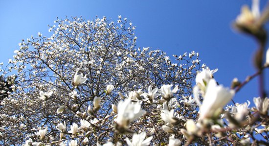 Pārdaugavā krāšņi plaukst magnolijas