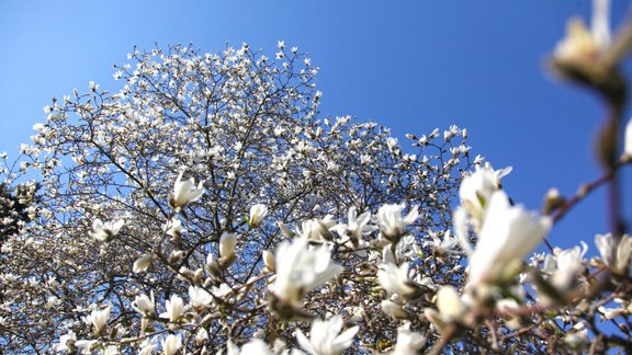 LU Botāniskais dārzs, magnolijas, magnoliju ziedēšana, pavasaris