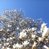 Pārdaugavā krāšņi plaukst magnolijas