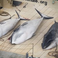 Japāna nozvejojusi vairāk nekā 200 grūsnu vaļu