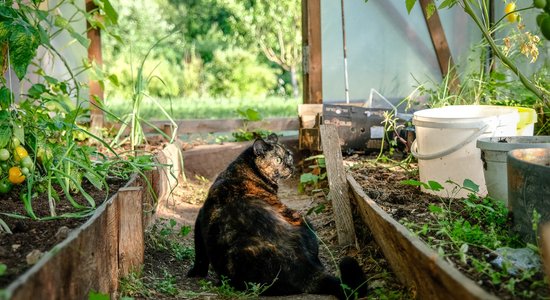 Piektdien saule mīsies ar mākoņiem