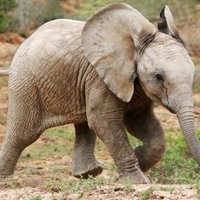 Neatsakās no ieceres Rīgas Zoodārzā būvēt ziloņu māju