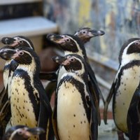 Rīgas zoodārzā ieradušies un visu vasaru būs apskatāmi 14 Humbolta pingvīni