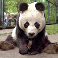 В зоопарке Берлина умерла старейшая в мире панда