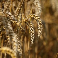 СМИ: РФ готовит альтернативу "зерновой сделке"