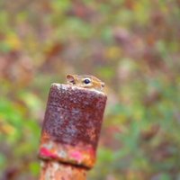 Vēstures noslēpumi: kā viduslaikos tiesāja dzīvniekus