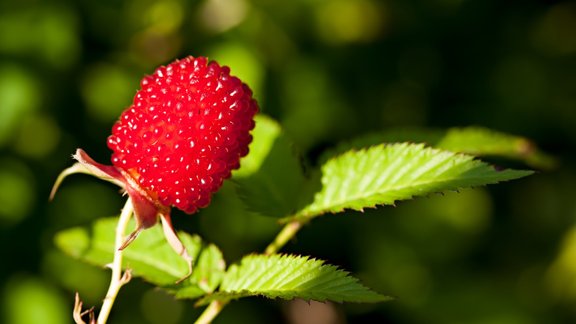 zemeņavenes, zemeņavene, Rubus illecebrosus 