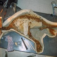 Kanādā atrasts trīs gadus vecs dinozauriņš