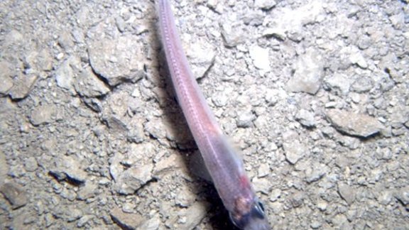 fish antarktida